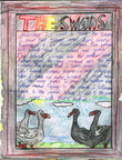 Story - Nice Swans