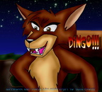 Dingo!