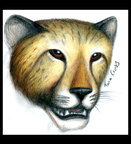 Cheetah Colour