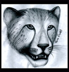 Cheetah