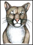 Cougar Wink
