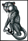 Snow Leopard