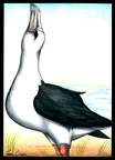 Albatross 2