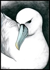 Albatross