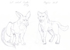 Sketch - Wolf and Bilby