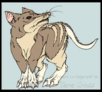 Half evolved Barred Bandicoot