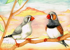 Zebra Finches