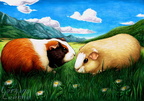 Commission - Guinea pigs
