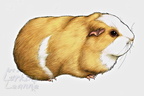 Commission - Sweetcorn