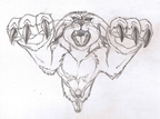 Sketch - Burgundy Bandicoot pounce