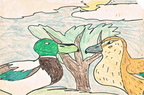 Mallard Ducks