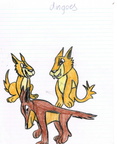 Dingoes