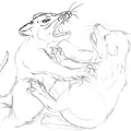Unfinished fighting bandicoots