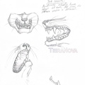 Sketches bandicoot teeth