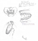 Sketches bandicoot teeth