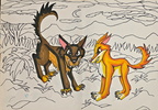 2002 Wild Dingoes